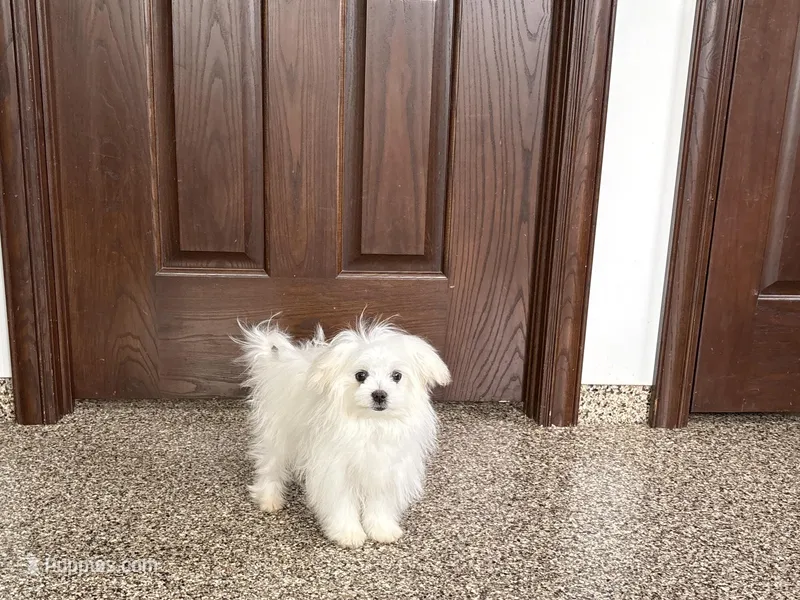 Simba – Maltese puppy for sale in Nappanee, IN