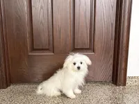 Simba, a male Maltese for sale in Nappanee, IN – Photo 5 of 5