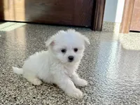 processed/d1a181ef-18c0-4932-8e08-0c0391f04f89/listing/f6792f41-f80d-4d08-8294-531e14eef40c/319a8191-8003-4294-8a7d-897e05b96b8f