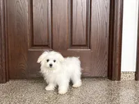 Simba, a male Maltese for sale in Nappanee, IN – Photo 3 of 5