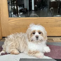 Charlie, a male Lhasa Apso for sale in Nappanee, IN – Photo 1 of 9