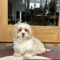 Charlie, a male Lhasa Apso for sale in Nappanee, IN – Photo 6 of 9