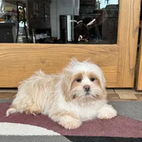 Charlie, a male Lhasa Apso for sale in Nappanee, IN – Photo 8 of 9