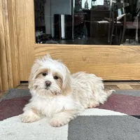 Charlie, a male Lhasa Apso for sale in Nappanee, IN – Photo 3 of 9