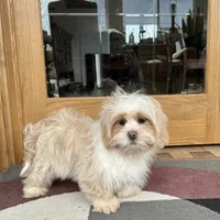 Charlie, a male Lhasa Apso for sale in Nappanee, IN – Photo 7 of 9