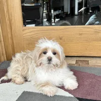 Charlie, a male Lhasa Apso for sale in Nappanee, IN – Photo 4 of 9