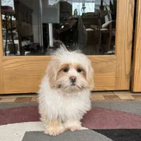 Charlie, a male Lhasa Apso for sale in Nappanee, IN – Photo 2 of 9