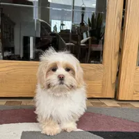Charlie, a male Lhasa Apso for sale in Nappanee, IN – Photo 9 of 9