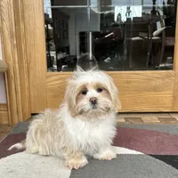 Charlie, a male Lhasa Apso for sale in Nappanee, IN – Photo 5 of 9
