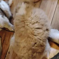 Lazy, a male Saint Bernard for sale in Siler City, NC – Photo 3 of 4