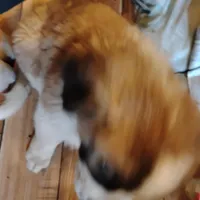 Lazy, a male Saint Bernard for sale in Siler City, NC – Photo 2 of 4