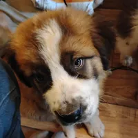 Lazy, a male Saint Bernard for sale in Siler City, NC – Photo 4 of 4