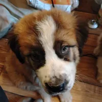 Lazy, a male Saint Bernard for sale in Siler City, NC – Photo 1 of 4