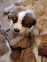 Oakley, a male Saint Bernard for sale in Siler City, NC – Photo 3 of 6