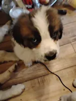 Oakley, a male Saint Bernard for sale in Siler City, NC – Photo 6 of 6