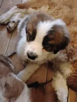 Oakley, a male Saint Bernard for sale in Siler City, NC – Photo 2 of 6