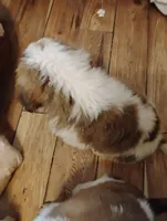 Fluffy, a male Saint Bernard for sale in Siler City, NC – Photo 3 of 6