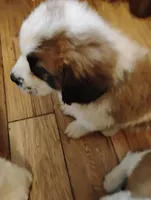 Fluffy, a male Saint Bernard for sale in Siler City, NC – Photo 5 of 6