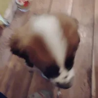 Sassy, a female Saint Bernard for sale in Siler City, NC – Photo 3 of 5