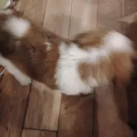 Sassy, a female Saint Bernard for sale in Siler City, NC – Photo 5 of 5