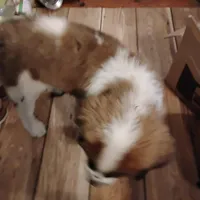 Sassy, a female Saint Bernard for sale in Siler City, NC – Photo 4 of 5