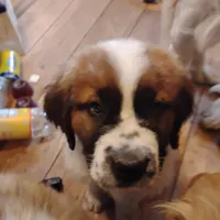 Sassy, a female Saint Bernard for sale in Siler City, NC – Photo 1 of 5