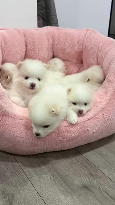 Scot, a male Pomeranian for sale in Miramar, FL – 3 of 4