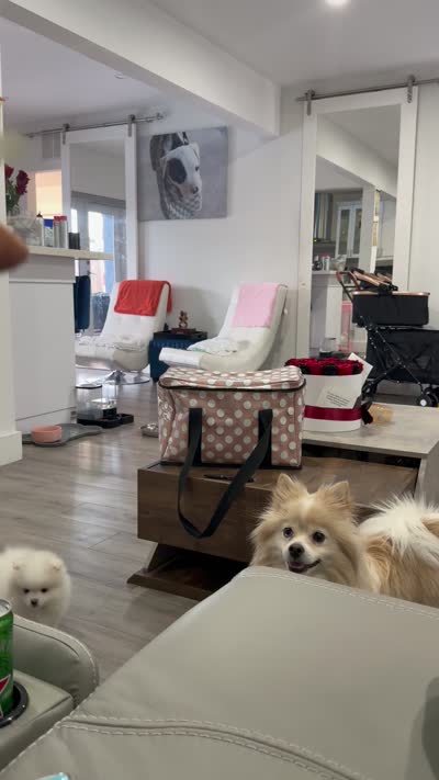 Cable, a male Pomeranian for sale in Miramar, FL – 4 of 4