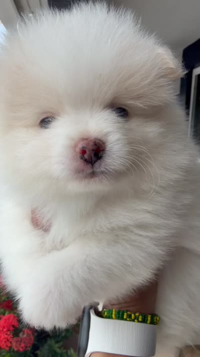 Hank, a male Pomeranian for sale in Miramar, FL – 7 of 7