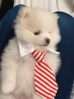 Hank, a male Pomeranian for sale in Miramar, FL – 6 of 7