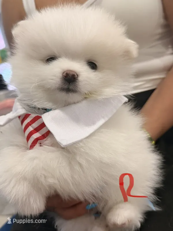 Remi – Pomeranian puppy for sale in Miramar, FL