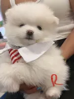 Remi, a male Pomeranian for sale in Miramar, FL – 1 of 4