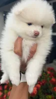 Hank, a male Pomeranian for sale in Miramar, FL – 2 of 7