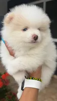 Hank, a male Pomeranian for sale in Miramar, FL – 3 of 7