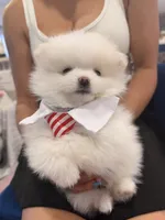 Remi, a male Pomeranian for sale in Miramar, FL – 2 of 4