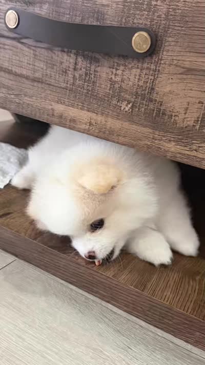 Remi, a male Pomeranian for sale in Miramar, FL – 4 of 4
