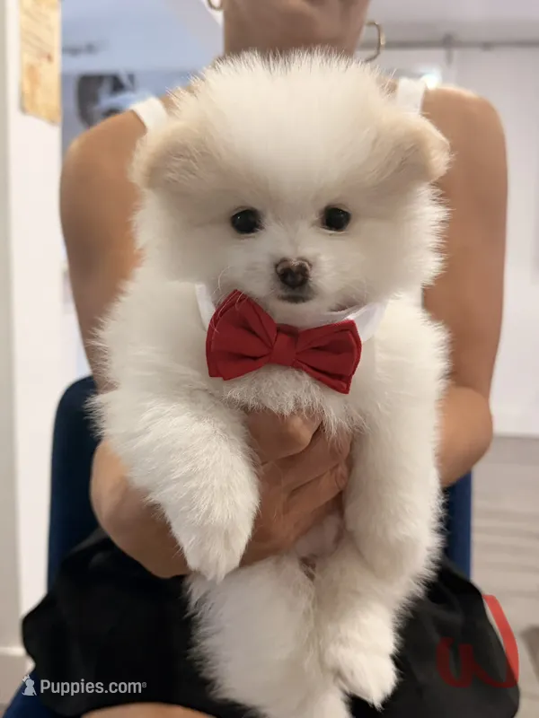 Logan – Pomeranian puppy for sale in Miramar, FL