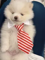 Hank, a male Pomeranian for sale in Miramar, FL – 5 of 7