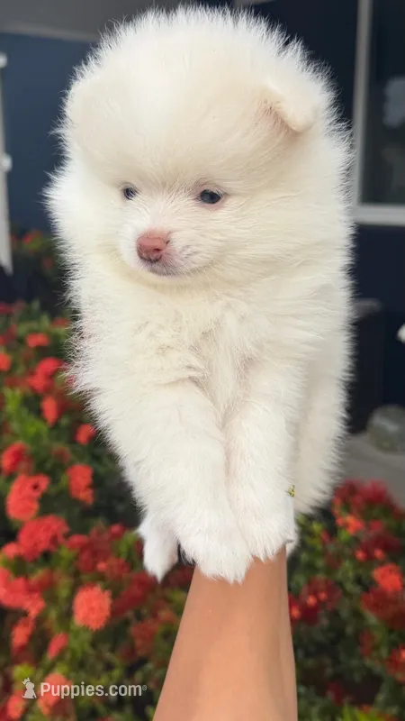 Hank – Pomeranian puppy for sale in Miramar, FL
