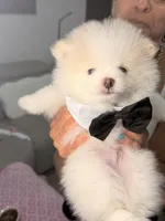 Scot, a male Pomeranian for sale in Miramar, FL – 2 of 4