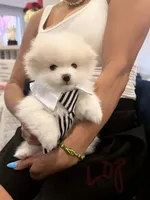 Cable, a male Pomeranian for sale in Miramar, FL – 2 of 4