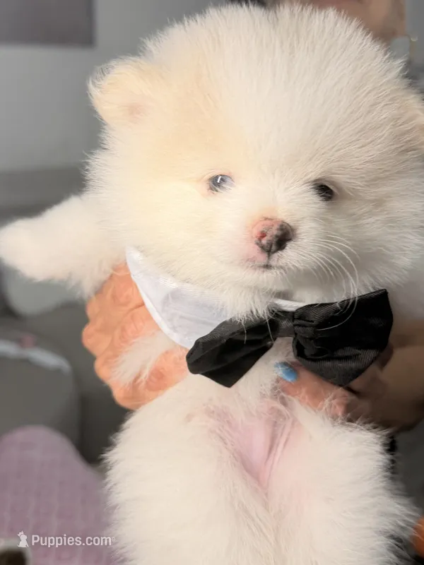 Scot – Pomeranian puppy for sale in Miramar, FL