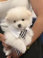 Cable, a male Pomeranian for sale in Miramar, FL – 3 of 4