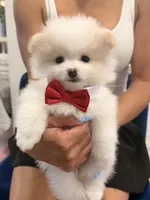 Logan, a male Pomeranian for sale in Miramar, FL – 2 of 3