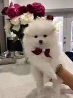 Cable, a male Pomeranian for sale in Miramar, FL – 1 of 4