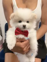 Logan, a male Pomeranian for sale in Miramar, FL – 3 of 3