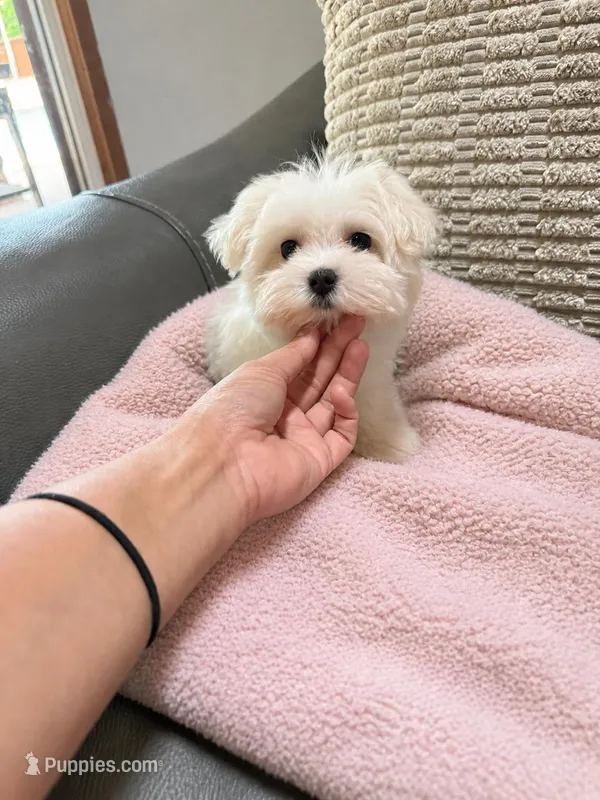 Jazzy – Maltese puppy for sale in Grand Prairie, TX