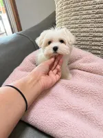 Jazzy, a female Maltese for sale in Grand Prairie, TX – 1 of 3