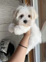 Jazzy, a female Maltese for sale in Grand Prairie, TX – 3 of 3