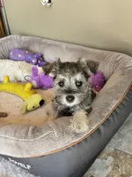 RED COLLAR FEMALE AKC, a female Miniature Schnauzer for sale in Duluth, MN – 6 of 7